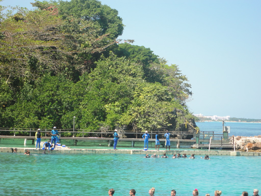 Guests at Dolphin Cove Jamaica lining up for the Experience