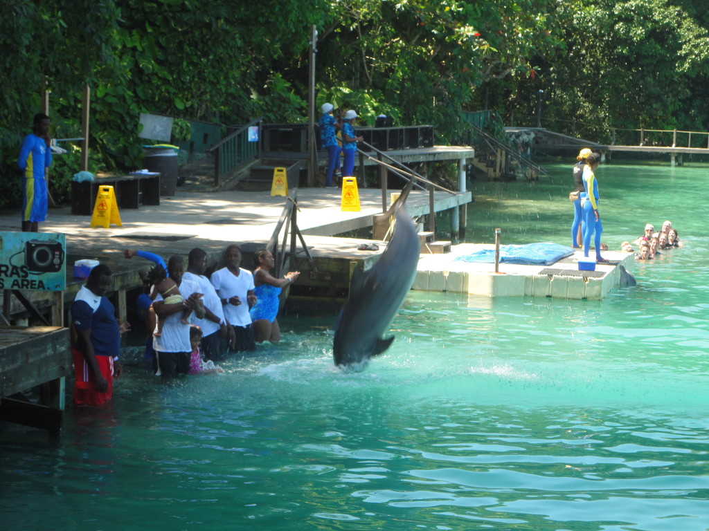 Dolphin Encounter at Dolphin Cove Jamaica